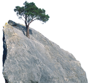 A tree on a rock