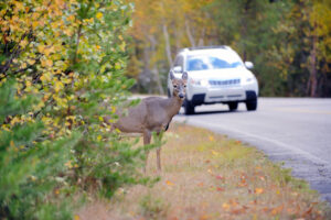 A deer stands on the side of the road as a car approaches.