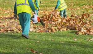 Workers in reflective vests cleaning fallen autumn leaves with a leaf blower.