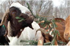 A goat eating a spruce tip.