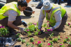 Two workers plant flowers in a garden.