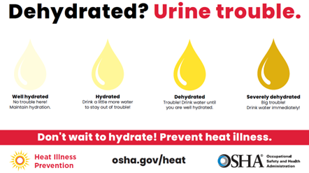 Graphic shows how urine colors can indicate hydration levels