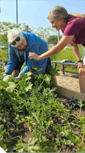 Two people tending a garden.