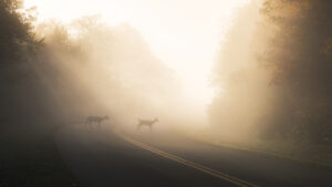 Two white tailed deer crossing a road in the morning fog
