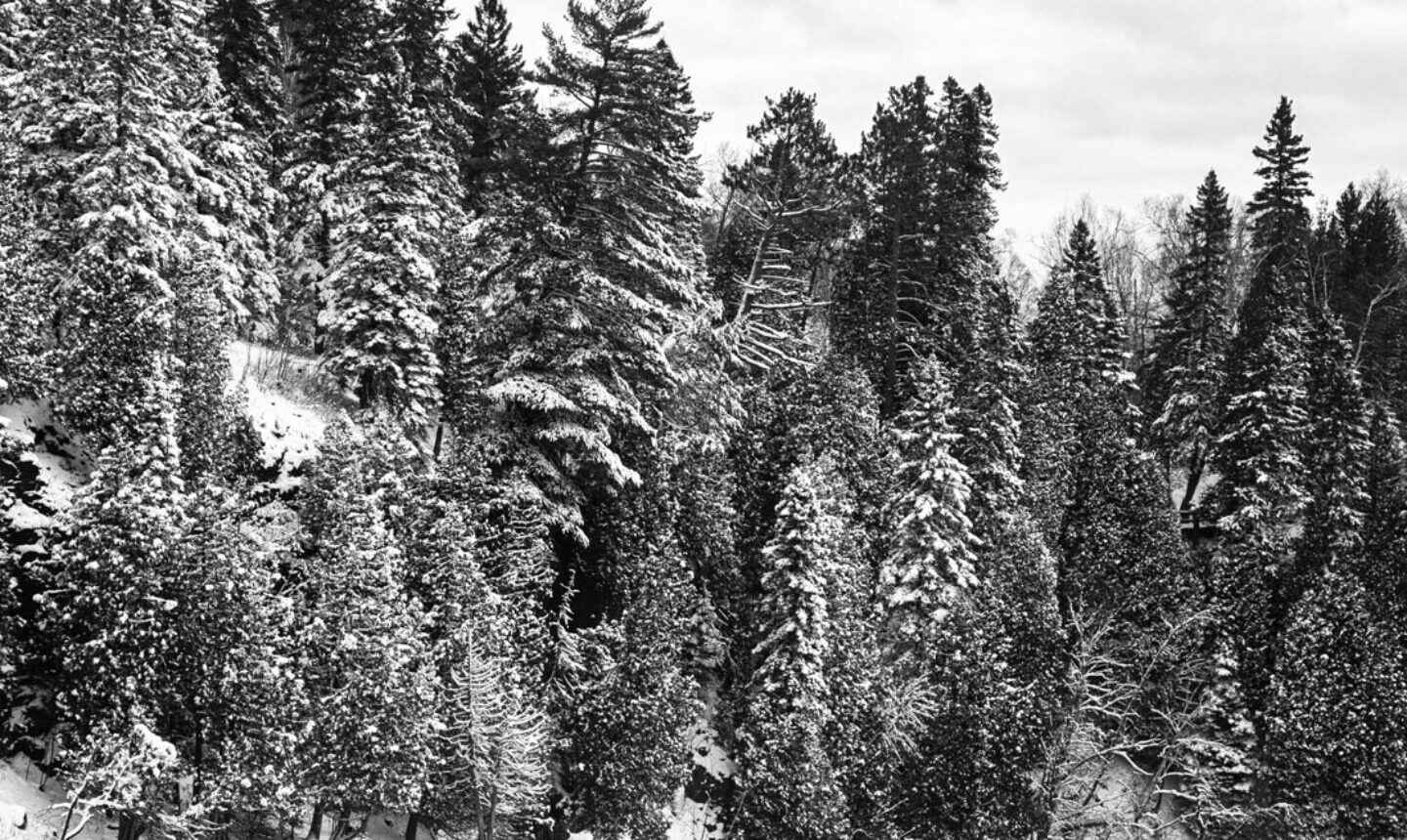 A hill with evergreen trees in the winter covered in snow in Minnesota.