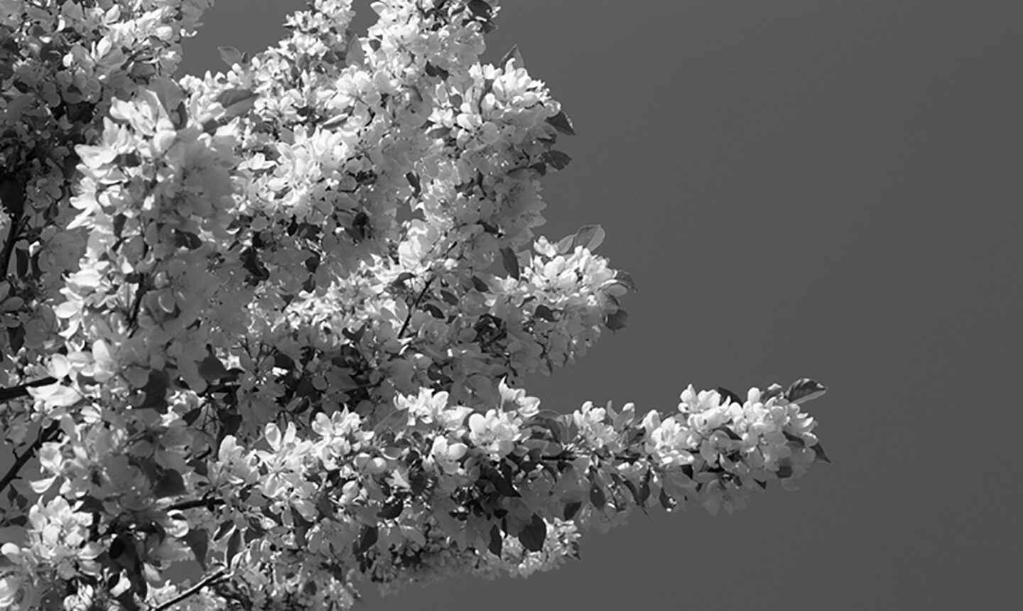 A photo of a blossoming crabapple tree.