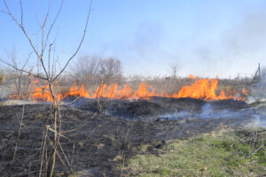 Fire on a plot of dry grass, burning of dry grass and reeds
