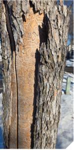 Dying tree shedding bark.