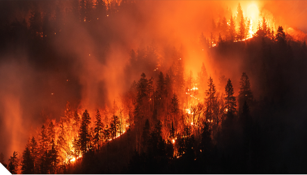 Wildfire in a forest.