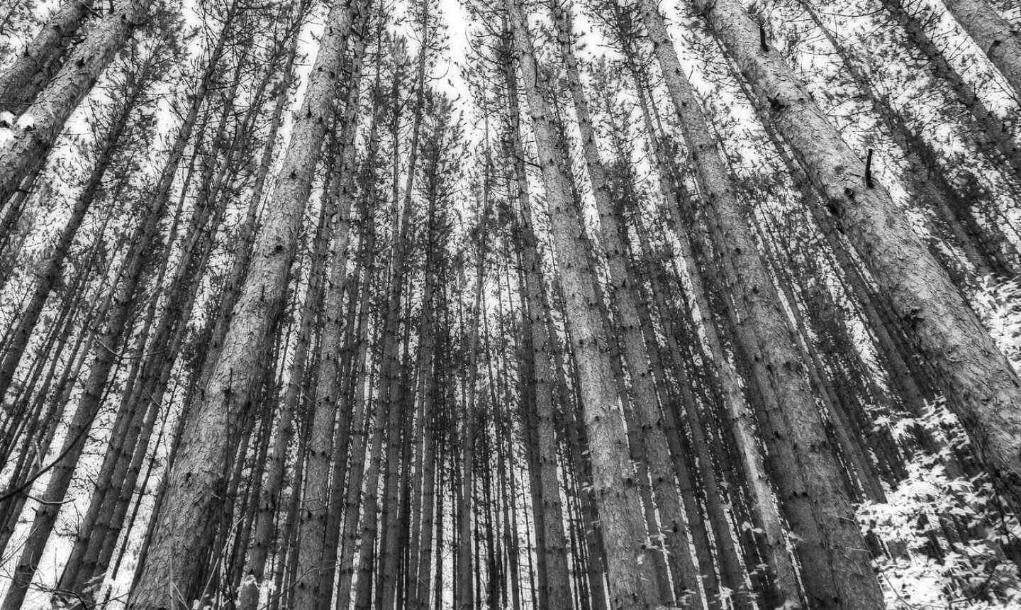 Looking upward at trees in a forest in Minnesota.